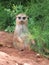 Very fun and funny meerkats on a walk in the zoo posing for photographers.