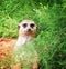 Very fun and funny meerkats on a walk in the zoo posing for photographers.