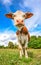 Very funny cow with big muzzle staring straight into camera close up. Farm animals.