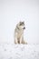 Very funny husky eats snow and makes faces.