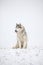 Very funny husky eats snow and makes faces. Gray Siberian husky