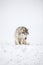 Very funny husky eats snow and makes faces. Gray Siberian husky sits in the snow. Portrait of a dog. A dog on a natural background