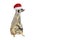 Very funny Meerkat Manor sits in Christmas or Santa hat isolated on white background