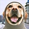 Very funny portrait from a happy Labrador wearing a weird turtleneck hoody sweater