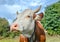 Very funny and surprised cow with big muzzle staring straight into sky. Cow close up. Farm animals.