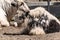 Very furry black and white bull Yak. A large and shaggy animal with large expressive eyes