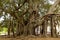 A very giant tree, Ficus Macrophylla Tree