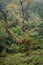 Very gnarly old oak tree covered in ivy and moss in a forest clearing