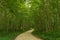 A very green forest road in Parc de la Jacques Cartier