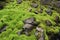 Very green moss on rocks 2