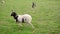 Very green scottish pasture field with Bagot goat, full body, walking right to left until getting out of the frame, leaving two vi