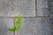 Very green vibrant fern growing on a rockstone;  wall