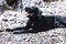 Very happy black lab laying in the rocks