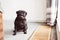 Very happy black pug standing on hotel floor