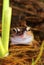 Very happy froggy (Rana temporaria)
