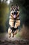 A very happy German Shepherd jumping in the air .