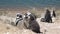 Very happy penguins with their moms and brothers