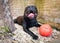Very happy Staffordshire Bull Terrier with a huge grin on his face. He is lying down on stone with a big red plastic ball