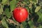 Very healthy red apple Malus domestica `Gala` from home garden