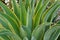 A very healthy yucca plant.