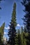 Very high spruce tree