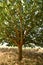 Very hot, drought in the fields. shelter in the shade of spruce oak