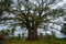 Very huge, giant tree with roots and green leaves in the Philippines, Negros island, Kanlaon.