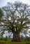 Very huge, giant tree with roots and green leaves in the Philippines, Negros island, Kanlaon.