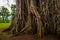 Very huge, giant tree with roots and green leaves in the Philippines, Negros island, Kanlaon.