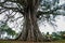 Very huge, giant tree with roots and green leaves in the Philippines, Negros island, Kanlaon.