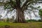 Very huge, giant tree with roots and green leaves in the Philippines, Negros island, Kanlaon.