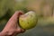 A very huge green apple in the hand. autumn harvest in the orchard. Malus pumila organic fruit at the farm