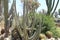 Very huge green cactus plants at the entrance to the settlement of Shluhot