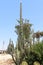 Very huge green cactus plants at the entrance to the settlement of Shluhot