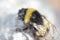 A very huge hairy bumblebee insect