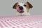 VERY HUNGRY JACK RUSSELL DOG BEGGING FOOD AND LICKING WITH TONGUE AT THE TABLE A WITH RED AND WHITE CHECKERED TABLECLOTH