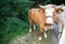 Very impressive bull in a meadow