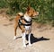 Very intelligent young Basenji dog on a leash