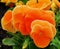 Very interesting orange Pansy flowers. Viola x wittrockiana.