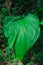 This is a very large Alocasia macrorrhizos foliage