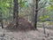 Very large anthill in the forest