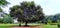 Very large arjuna tree in beautiful park