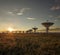 Very Large Array at Sunset (Satellite Dishes)