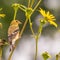 Very large baby / juvenile goldfinch - still getting fed by a parent -  in the Minnesota River National Wildlife Refuge in Bloomin