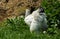 A very large Brahma chicken with an arco red comb on its head an