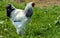 A very large Brahma chicken with an arco red comb on its head an