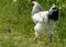 A very large Brahma chicken with an arco red comb on its head an