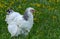 A very large Brahma chicken with an arco red comb on its head an