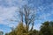 Very large creepy old tree with dried branches without leaves rising above small trees with cloudy blue sky in background