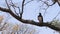 Very large eagle african Martial Eagle